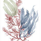 Seaweed Collage III (Canvas) Large (903mm W x 1109mm H)