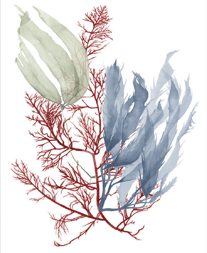 Seaweed Collage III (Canvas)