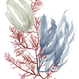 Seaweed Collage III