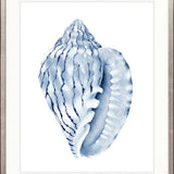 Exquisite Shell V (Indigo)