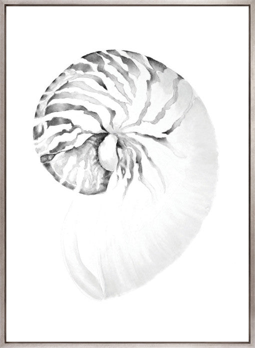 Exquisite Shell VIII (Soft Grey) (Canvas)