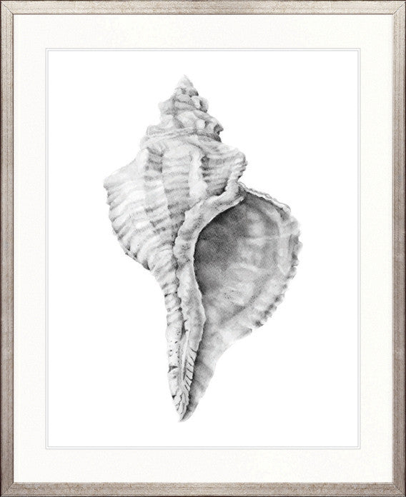 Exquisite Shell IX (Soft Grey)