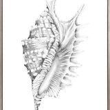 Exquisite Shell X (Soft Grey) (Canvas)