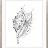 Exquisite Shell X (Soft Grey)