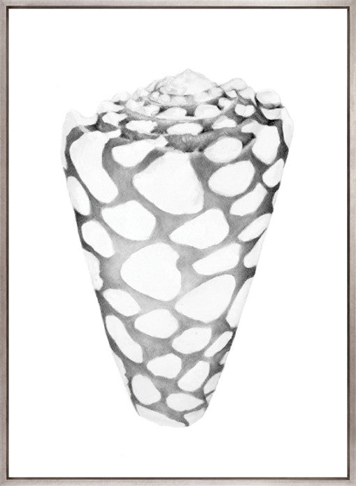 Exquisite Shell XII (Soft Grey) (Canvas)
