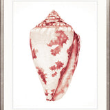 Exquisite Shell XIX