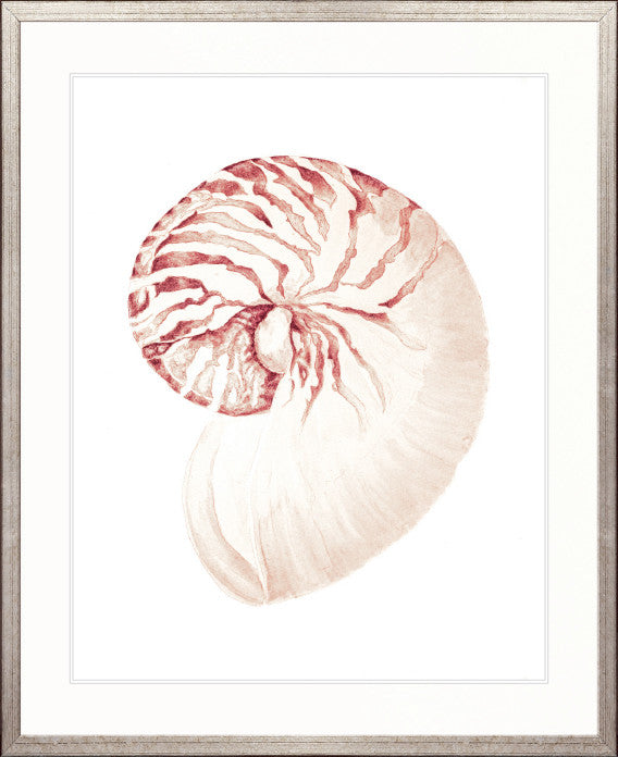 Exquisite Shell XX