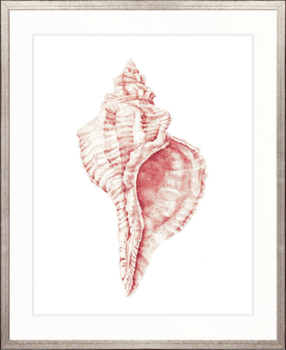 Exquisite Shell XXI