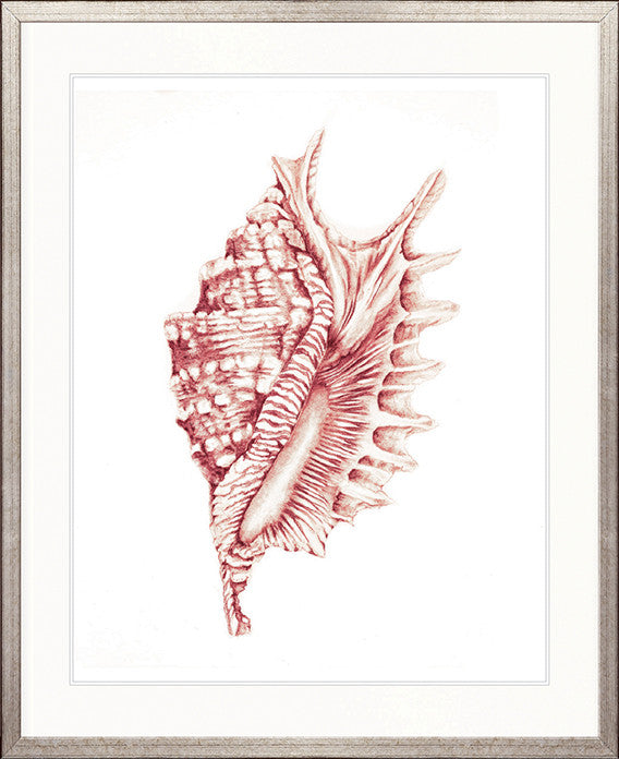 Exquisite Shell XXII