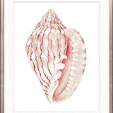 Exquisite Shell XXIII