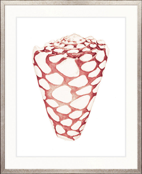 Exquisite Shell XXIV