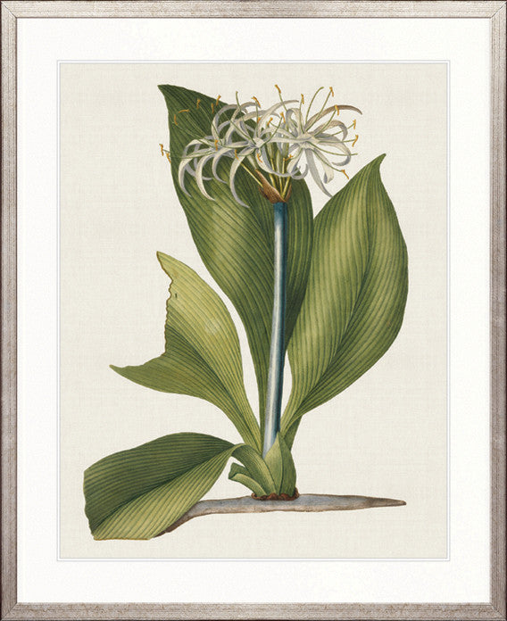 La Flora II