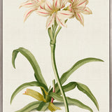 La Flora III (Canvas)