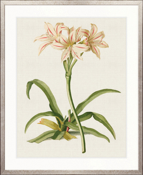 La Flora III
