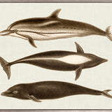 Cassin Marine I (Canvas)