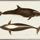 Cassin Marine III (Canvas)