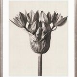 Botanique Specimen I