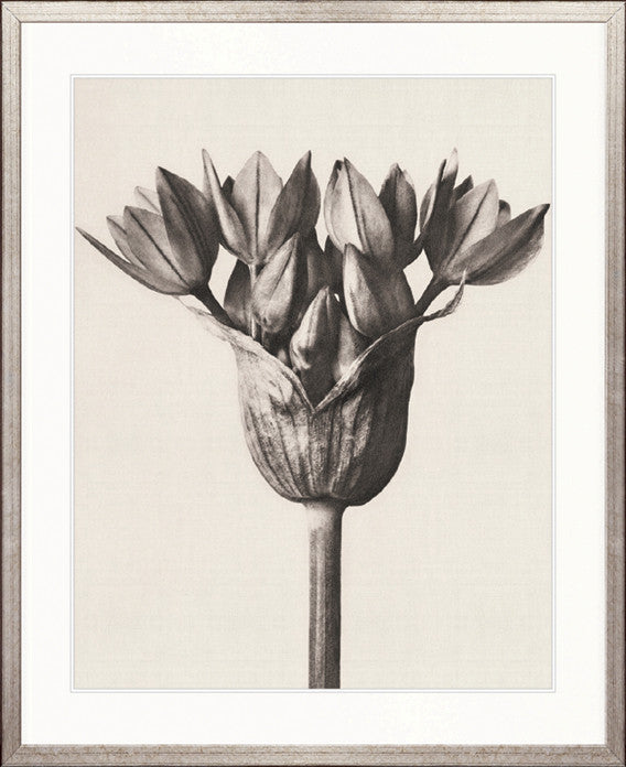 Botanique Specimen I