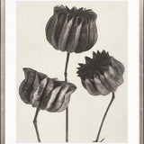 Botanique Specimen II