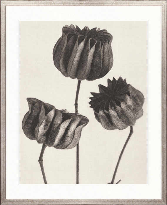 Botanique Specimen II