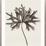 Botanique Specimen III