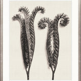 Botanique Specimen V