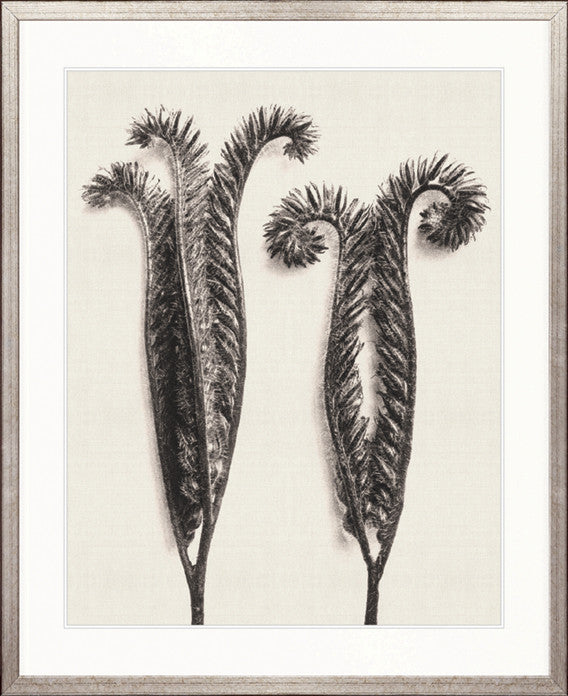 Botanique Specimen V