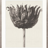 Botanique Specimen VI