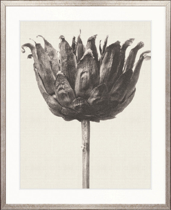 Botanique Specimen VI