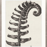Botanique Specimen VIII