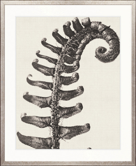 Botanique Specimen VIII