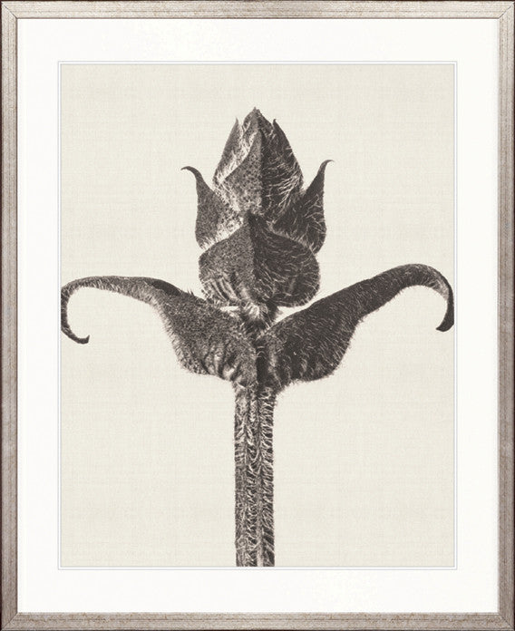 Botanique Specimen IX