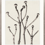 Botanique Specimen X