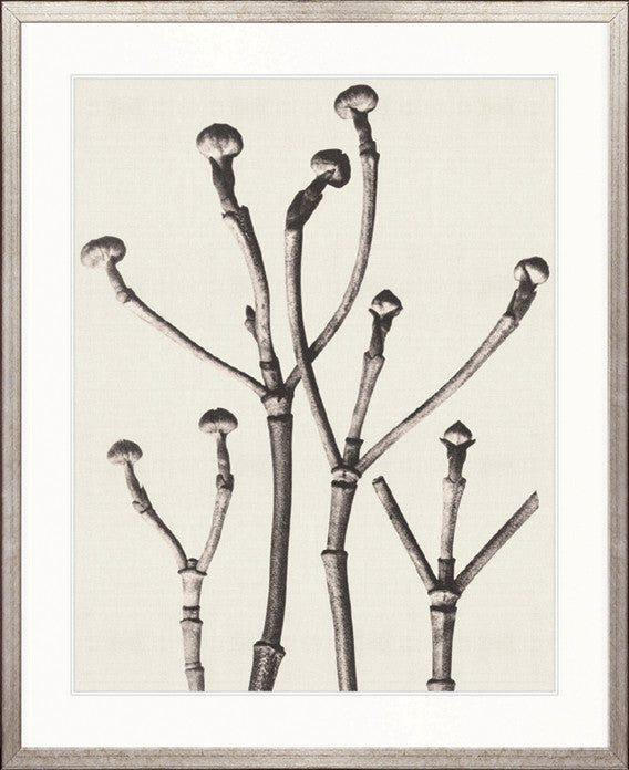 Botanique Specimen X