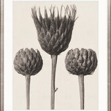 Botanique Specimen XI