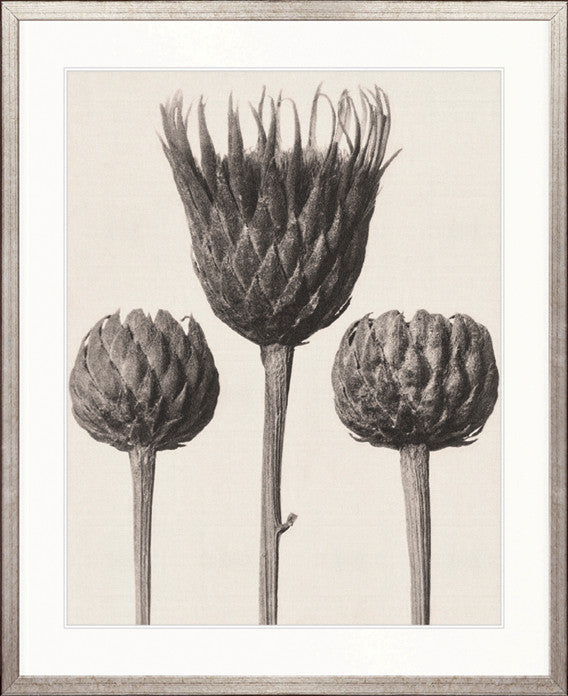 Botanique Specimen XI