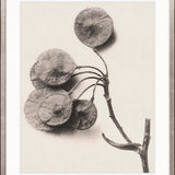 Botanique Specimen XIII