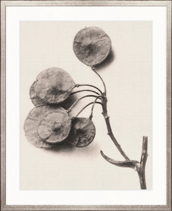 Botanique Specimen XIII