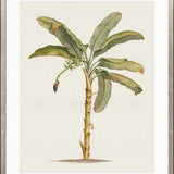Tropical Splendour III