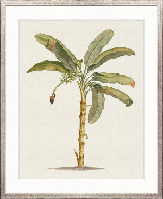 Tropical Splendour III
