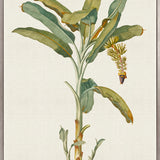 Tropical Splendour I (Canvas)