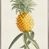 Tropical Splendour II (Canvas)