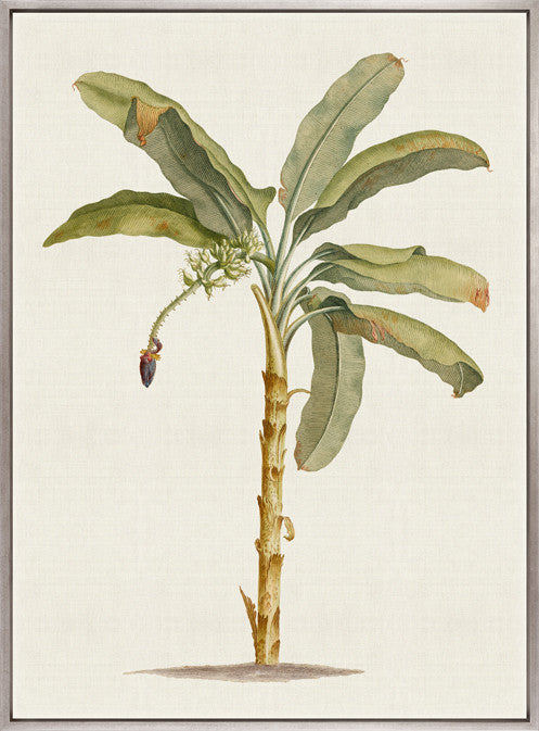 Tropical Splendour III Framed Canvas Art | Designer Boys