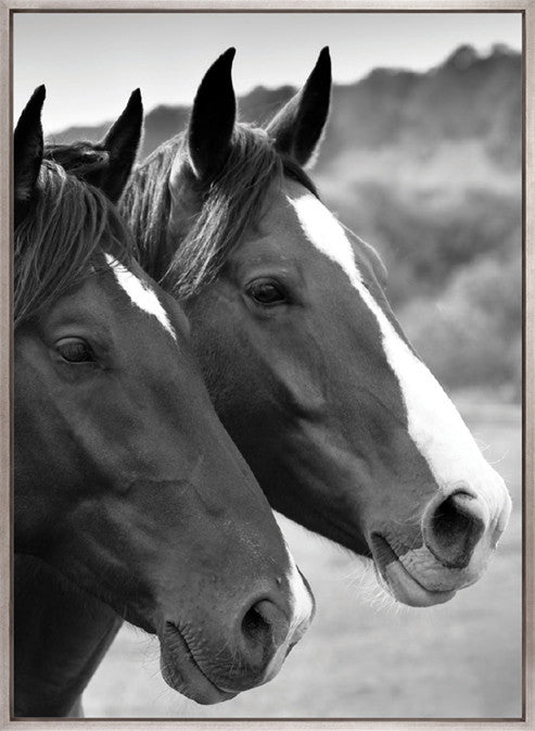 Majestic Thoroughbred II (Canvas)