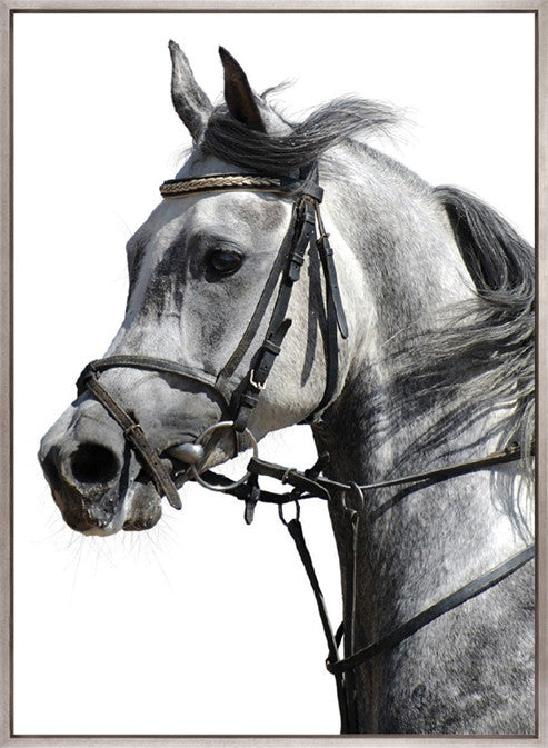Majestic Thoroughbred III (Canvas)
