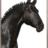 Majestic Thoroughbred IV (Canvas)