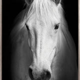 Majestic Thoroughbred V (Canvas)