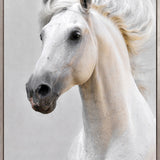 Majestic Thoroughbred VI (Canvas)