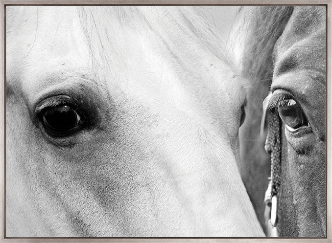 Majestic Thoroughbred VII (Canvas)