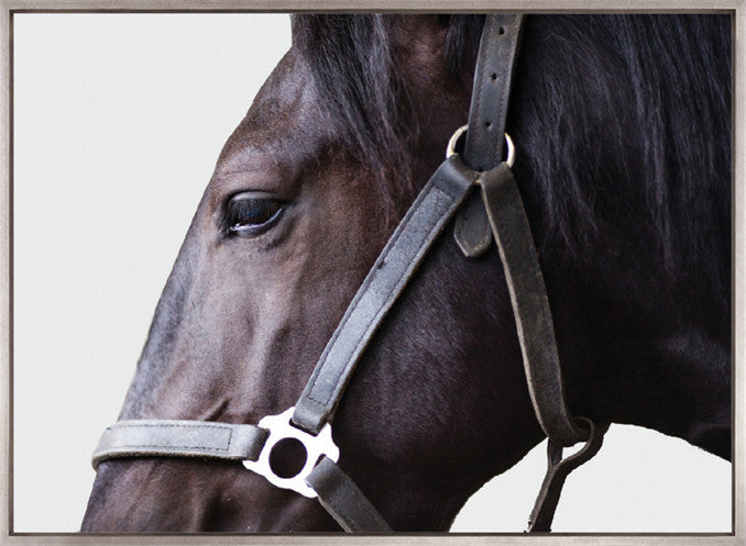 Majestic Thoroughbred XI (Canvas)